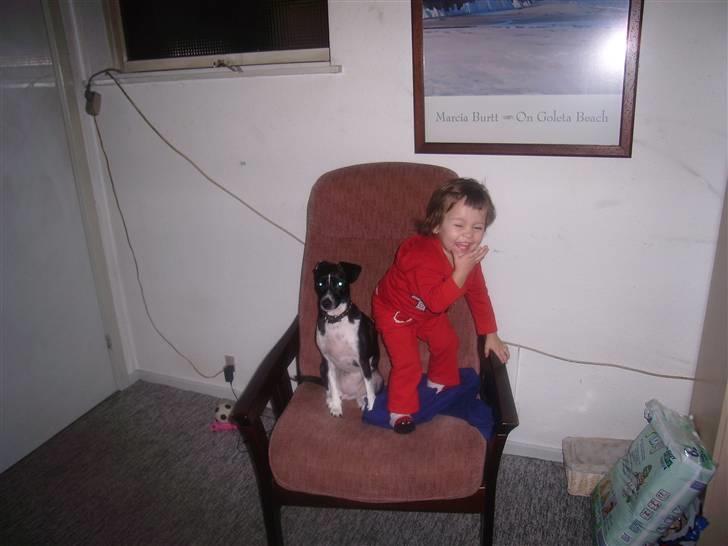 Dansk svensk gaardhund Daisy billede 8