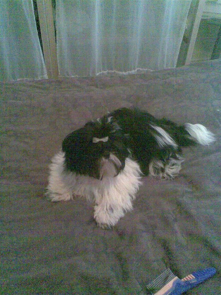 Shih tzu Monson - Så er jeg ved at blive en flot ung han hund ;) Men lang fint hår.. Her er jeg 6 mdr. billede 8