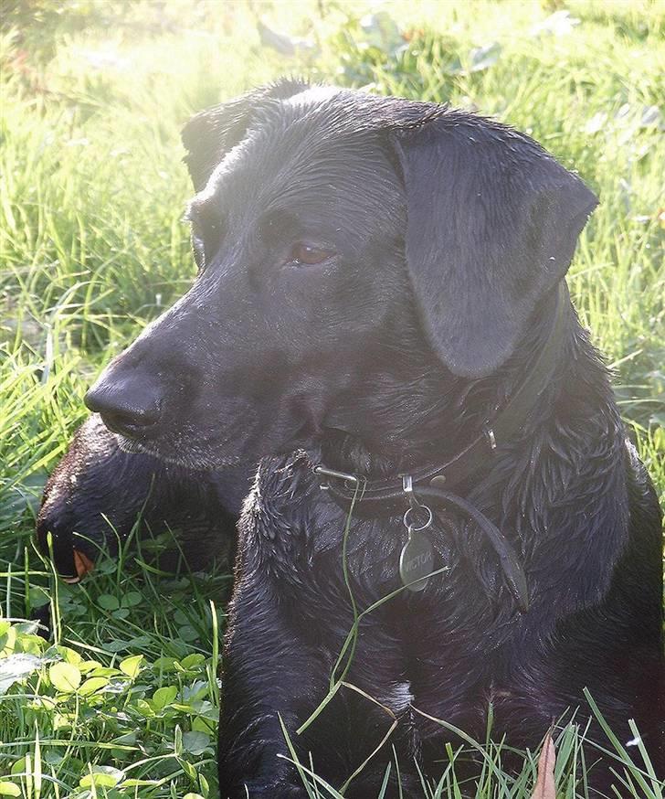 Blanding af racer Victor billede 1