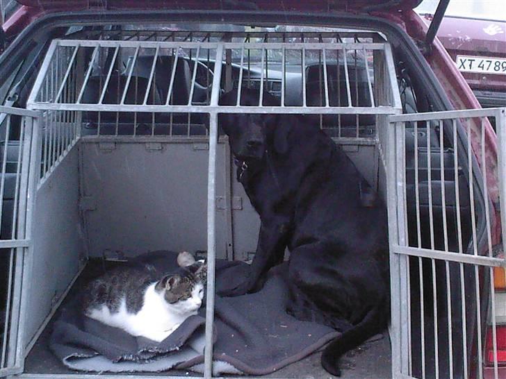 Blanding af racer Victor billede 2