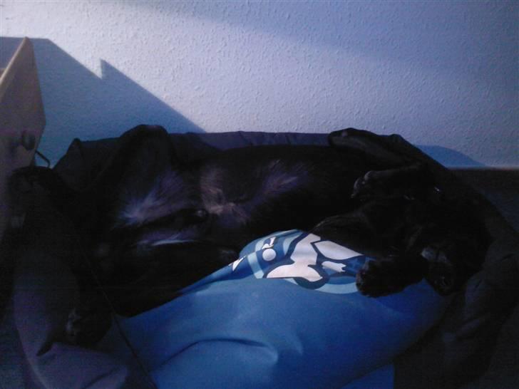 Blanding af racer Victor billede 3