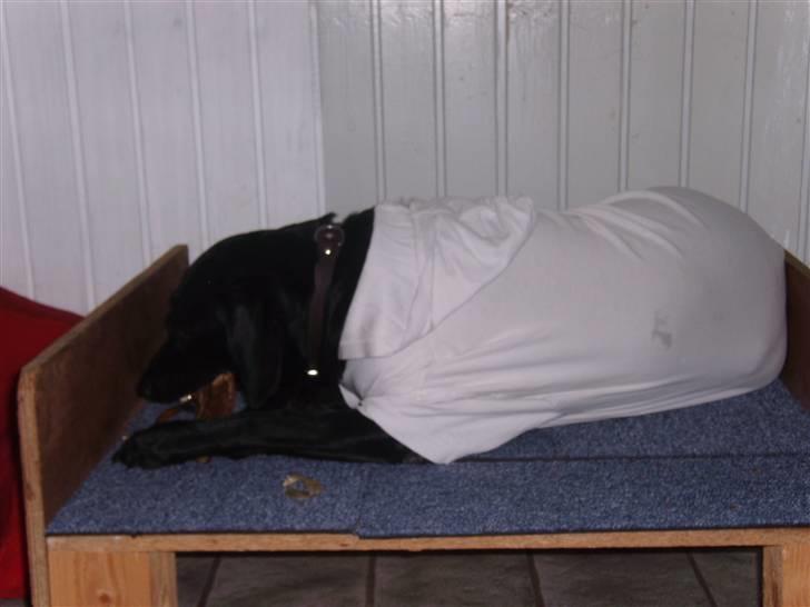 Blanding af racer Victor billede 5