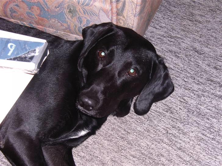 Blanding af racer Victor billede 6