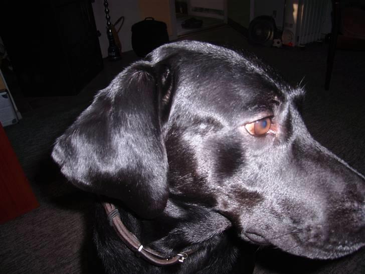 Blanding af racer Victor billede 7