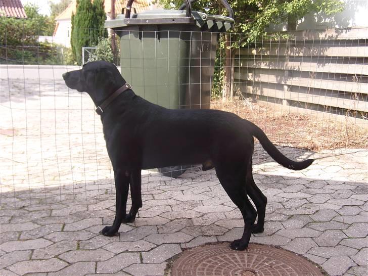 Blanding af racer Victor billede 8