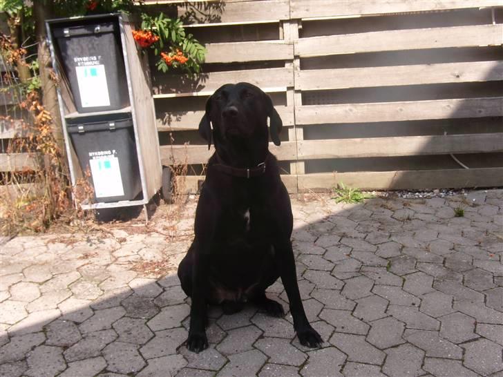 Blanding af racer Victor billede 9