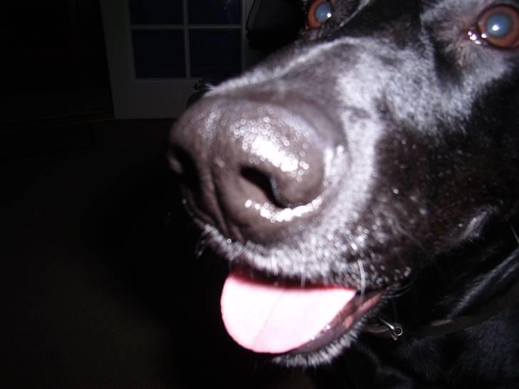 Blanding af racer Victor billede 10