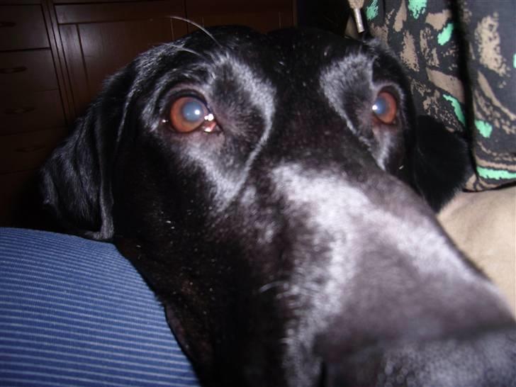 Blanding af racer Victor billede 11