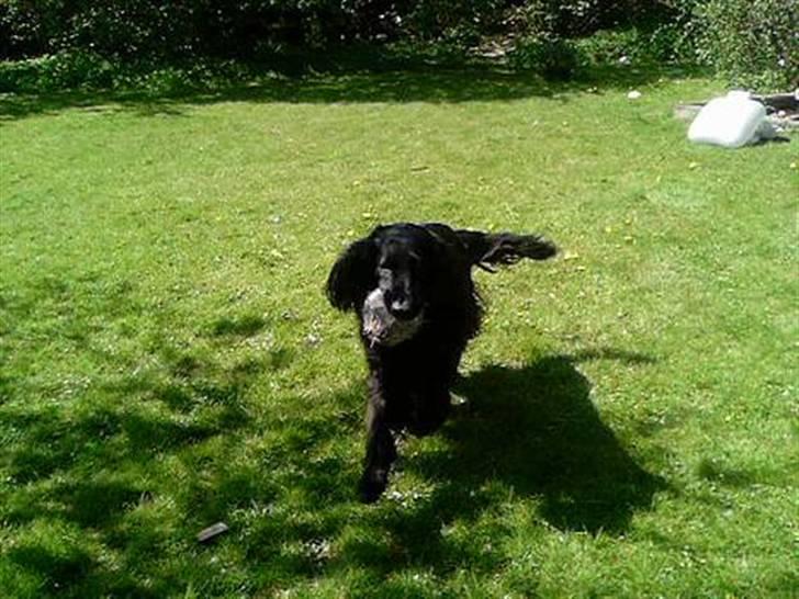 Flat coated retriever † Aladin - RIP † - Smukka ;D billede 7
