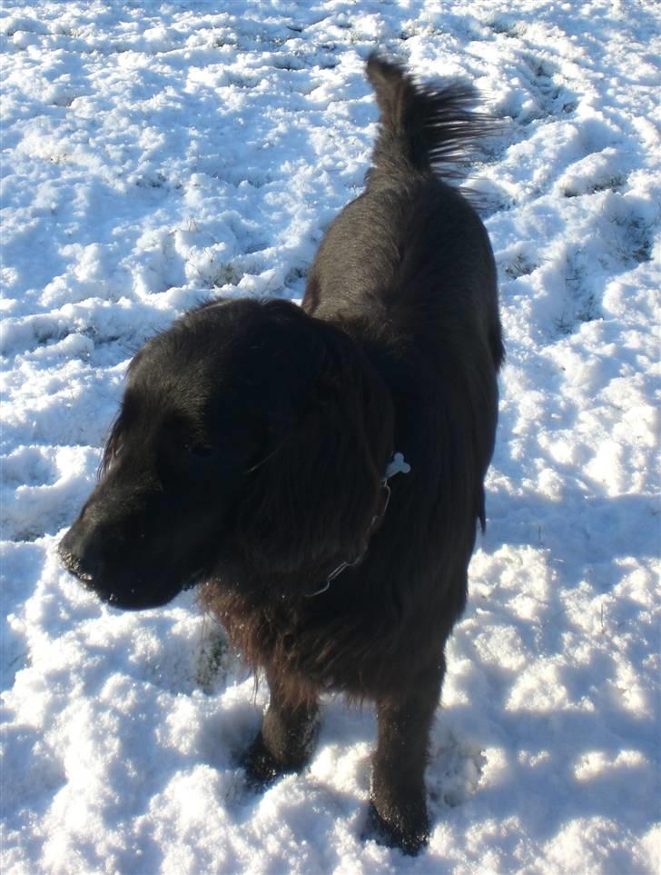 Flat coated retriever † Aladin - RIP † - Aladin i hans rette element billede 8