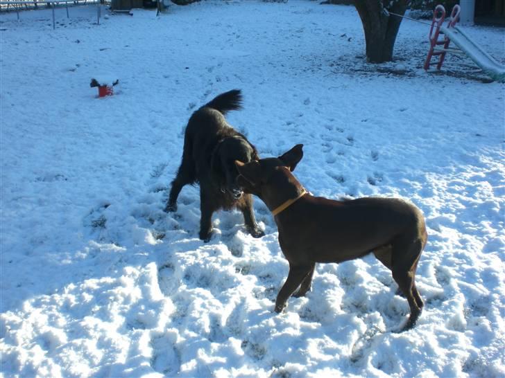 Flat coated retriever † Aladin - RIP † - Kom nu vi skal lege når der er sne ;D billede 9