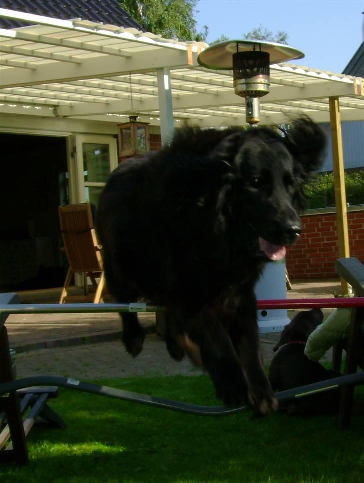 Flat coated retriever † Aladin - RIP † - jeg kan flyve billede 10