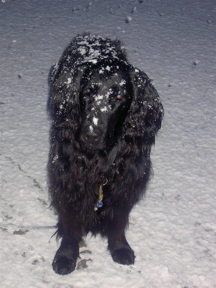 Flat coated retriever † Aladin - RIP † - Min sne hundii  billede 11