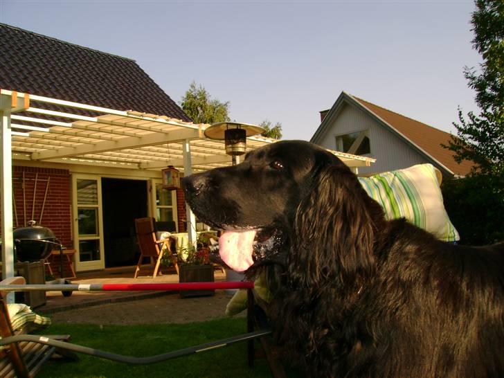 Flat coated retriever † Aladin - RIP † - fokuseret på sit mål billede 12