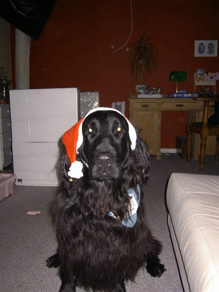 Flat coated retriever † Aladin - RIP † - Hyhy den smukke julenisse billede 13