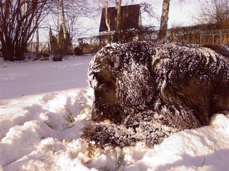 Flat coated retriever † Aladin - RIP † - Du er skør  billede 14