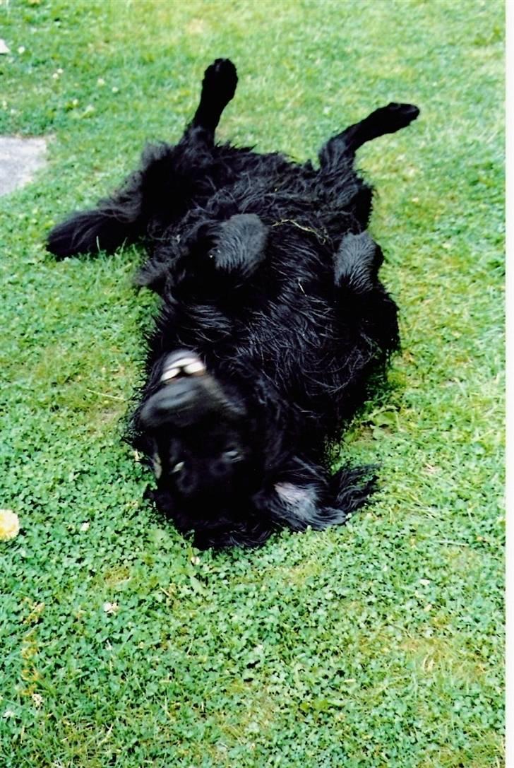 Flat coated retriever † Aladin - RIP † - Aladin der er skør med græsset billede 15