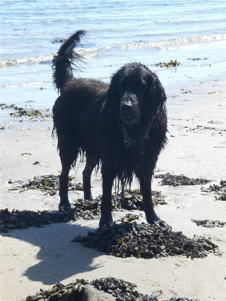 Flat coated retriever † Aladin - RIP † - Aladin somren 07 <3 - savner ham ! billede 16