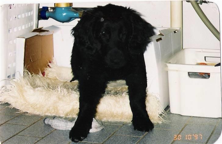 Flat coated retriever † Aladin - RIP † - som hvalp billede 17