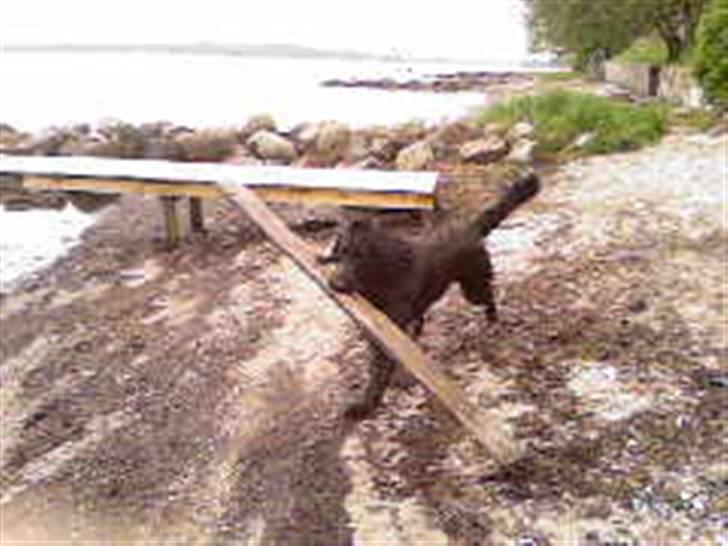 Flat coated retriever † Aladin - RIP † - på stranden billede 18