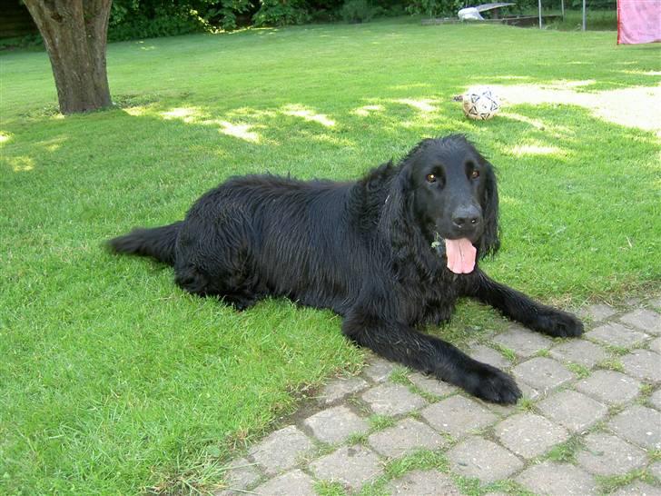 Flat coated retriever † Aladin - RIP † - i haven billede 19