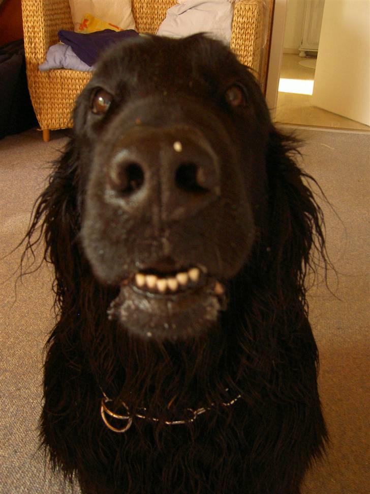 Flat coated retriever † Aladin - RIP † - du ska da have en kysser billede 20