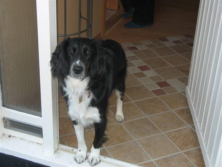 Blanding af racer Sille billede 2