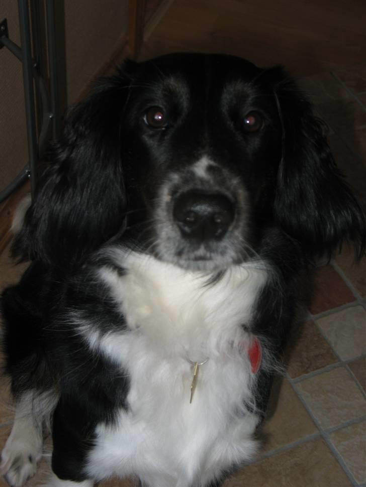 Blanding af racer Sille billede 3