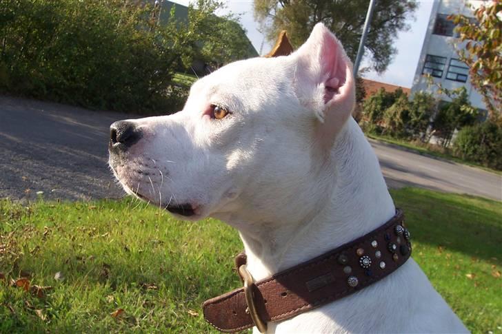 Amerikansk staffordshire terrier Fendi - Se mig =) billede 1