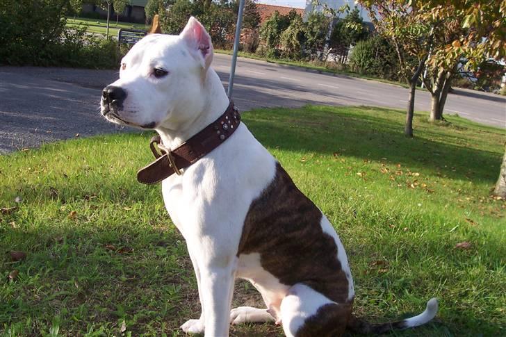 Amerikansk staffordshire terrier Fendi - Siddre lige så pænt billede 2