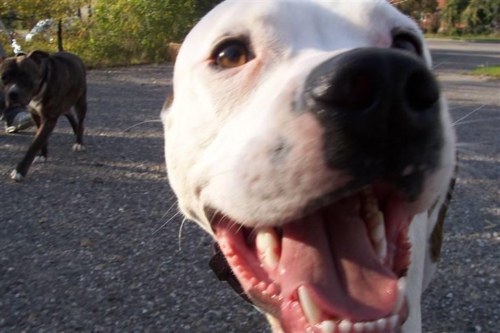 Amerikansk staffordshire terrier Fendi - Hej m jer =) billede 3