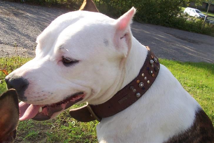 Amerikansk staffordshire terrier Fendi billede 4