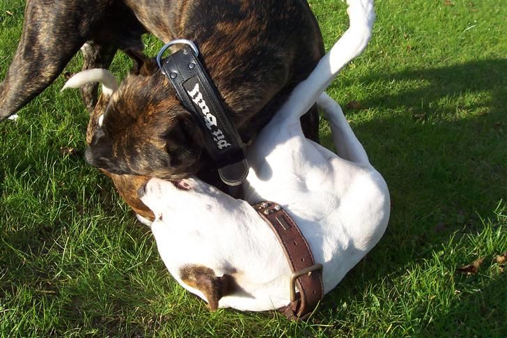 Amerikansk staffordshire terrier Fendi - Hunde kamp =) billede 5