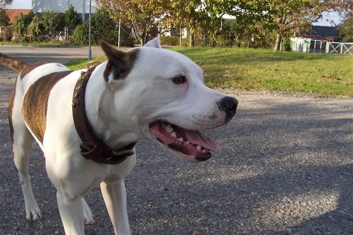 Amerikansk staffordshire terrier Fendi billede 6