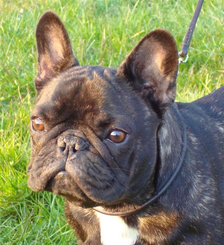 Fransk bulldog Plaire´s Elaine billede 2