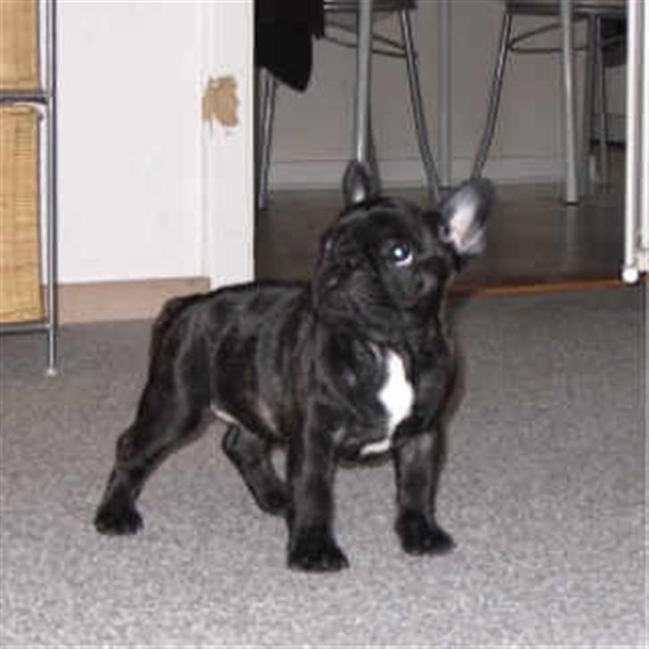 Fransk bulldog Plaire´s Elaine billede 3