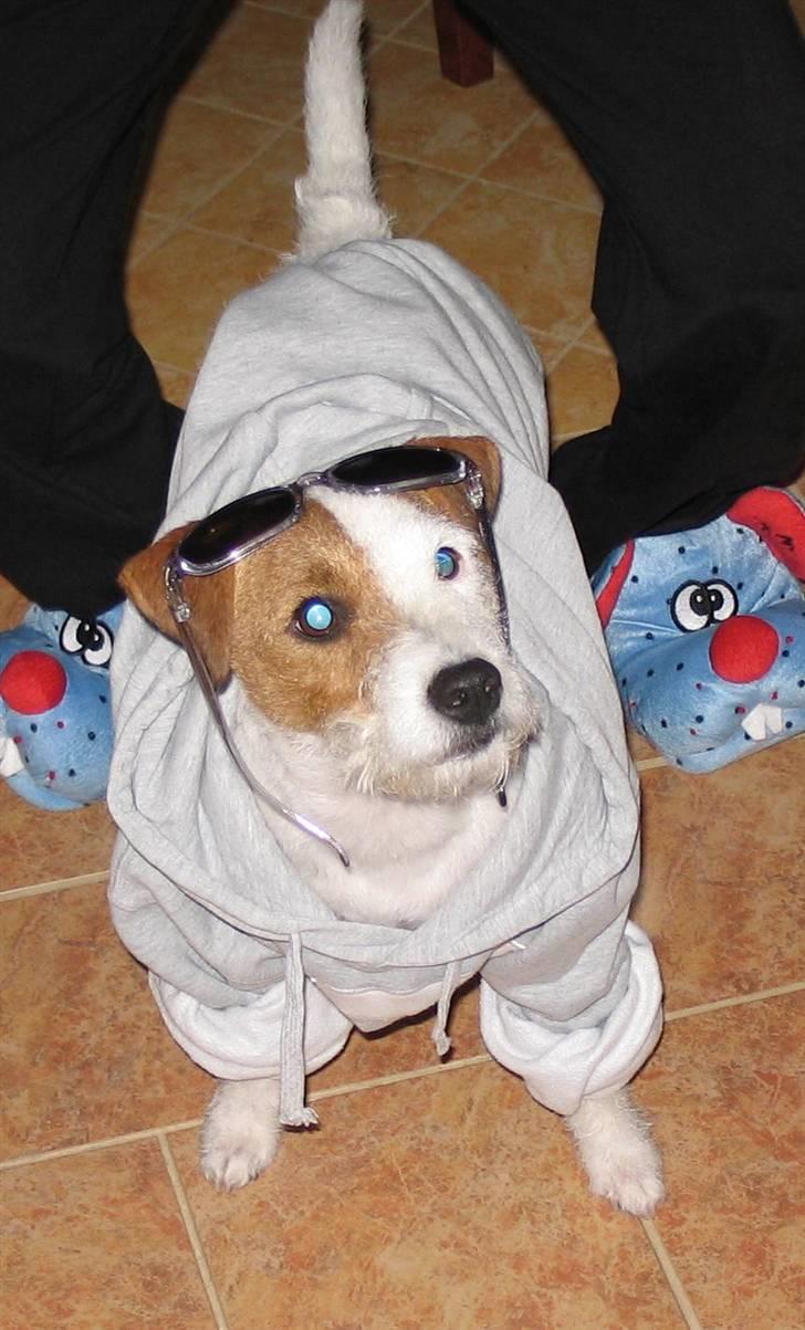 Parson russell terrier Luna billede 16