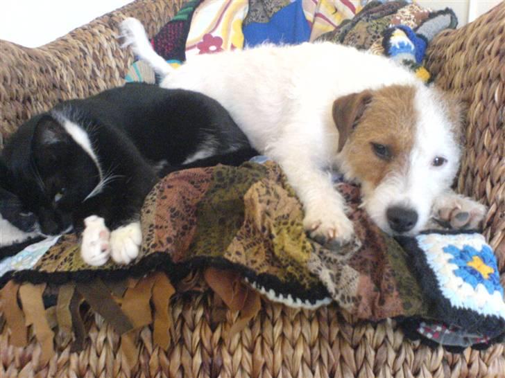 Parson russell terrier Luna billede 17