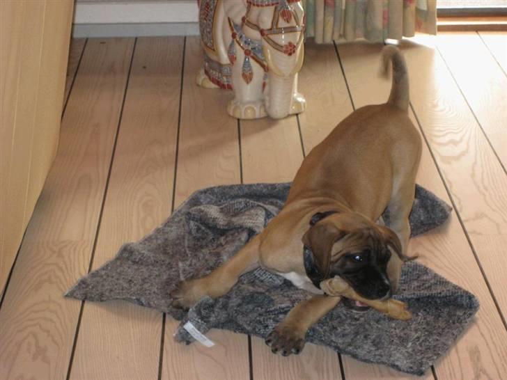 Boerboel Clyde - R.I.P billede 3