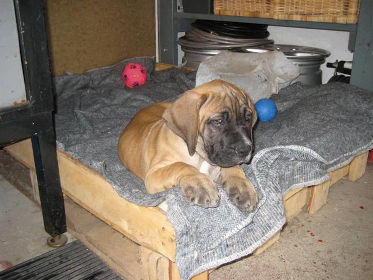Boerboel Clyde - R.I.P billede 4