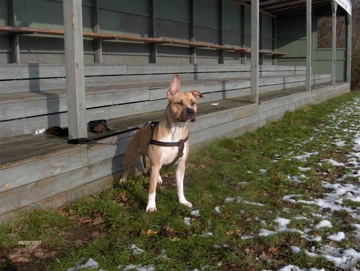 Amerikansk staffordshire terrier Mille - hvem er det der er oppe på stien:P billede 1