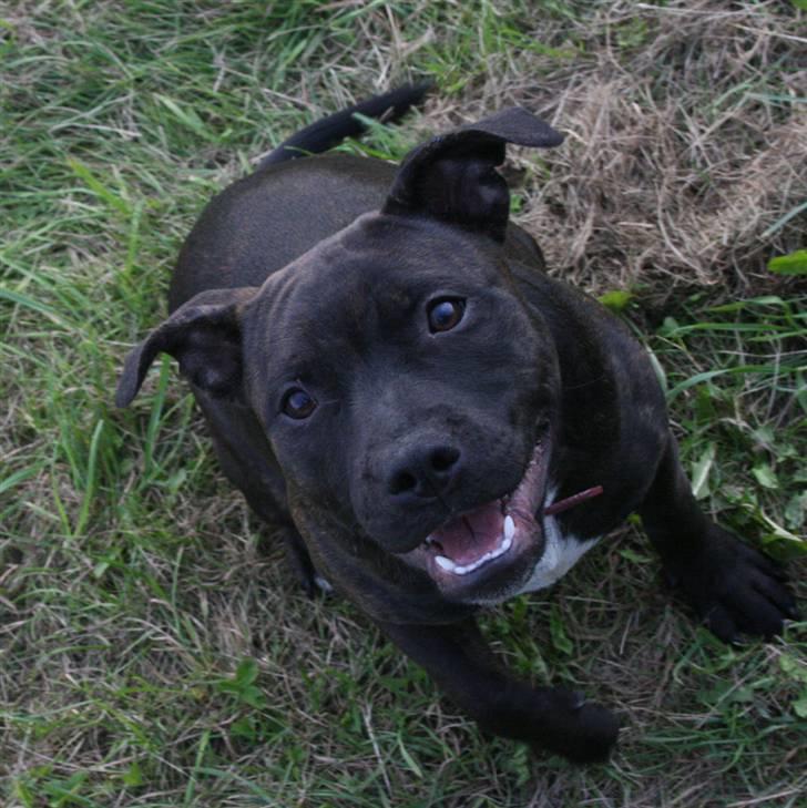 Staffordshire bull terrier shiva billede 9