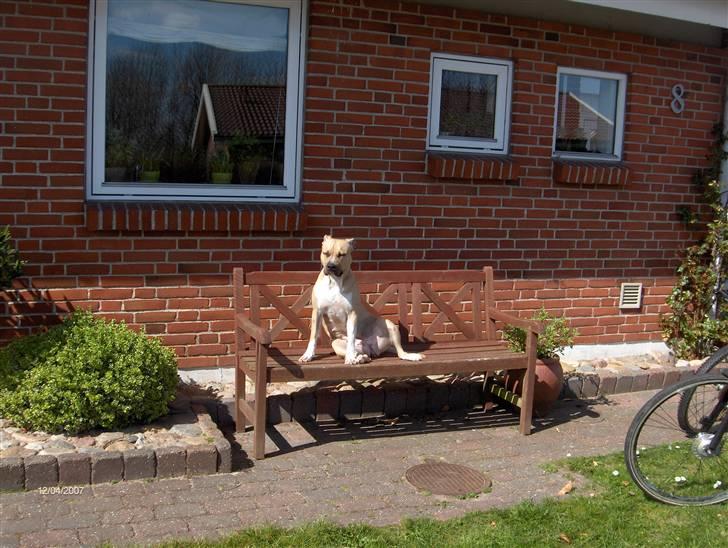 Amerikansk staffordshire terrier Mille - åhh noget dejligt vejr det er idag:D billede 4