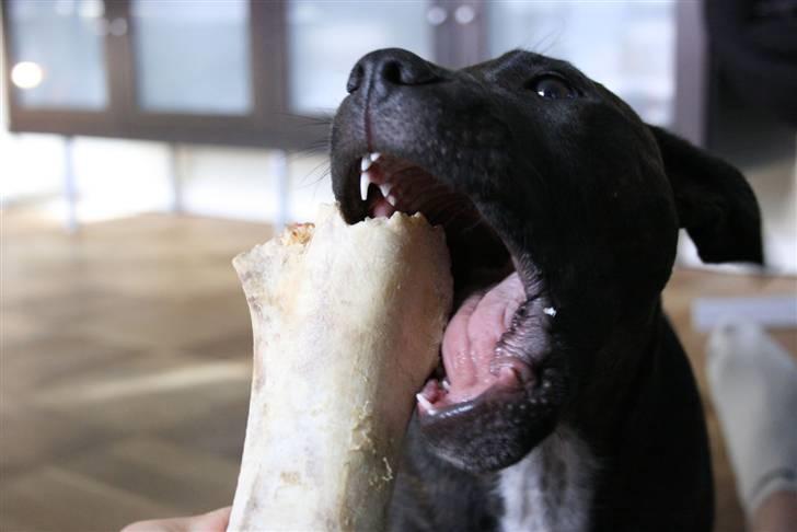 Staffordshire bull terrier shiva billede 10