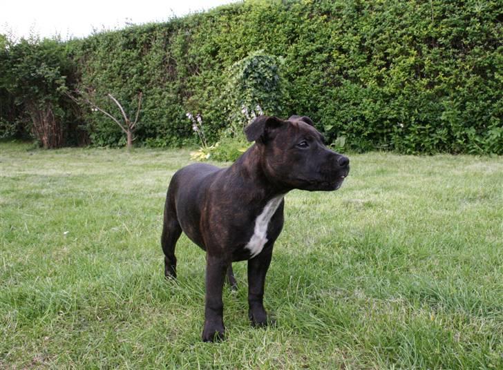 Staffordshire bull terrier shiva billede 11