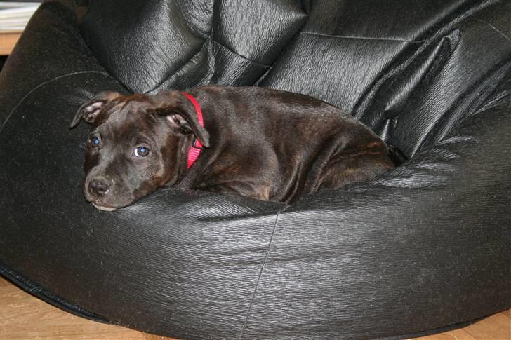 Staffordshire bull terrier shiva billede 12