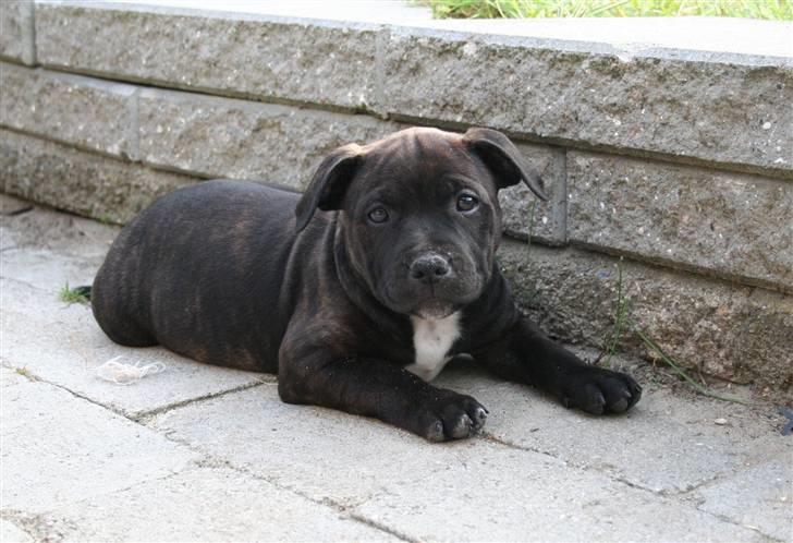 Staffordshire bull terrier shiva billede 13