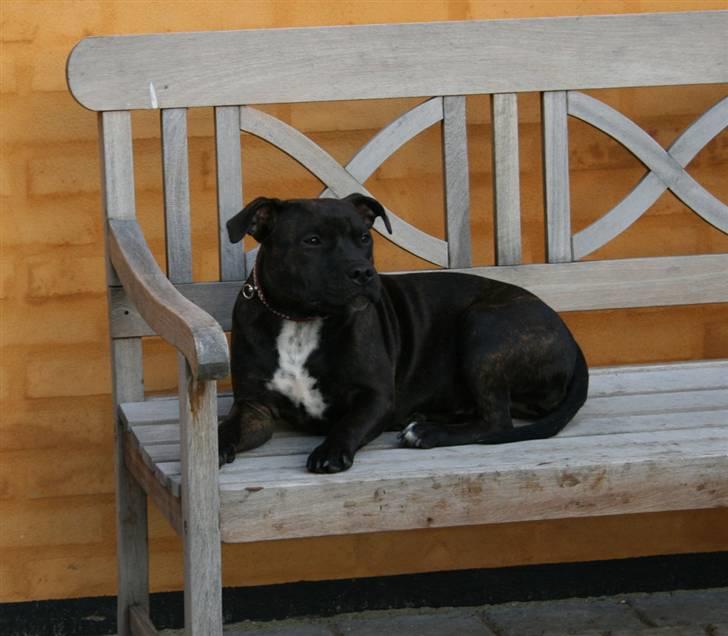 Staffordshire bull terrier shiva billede 14