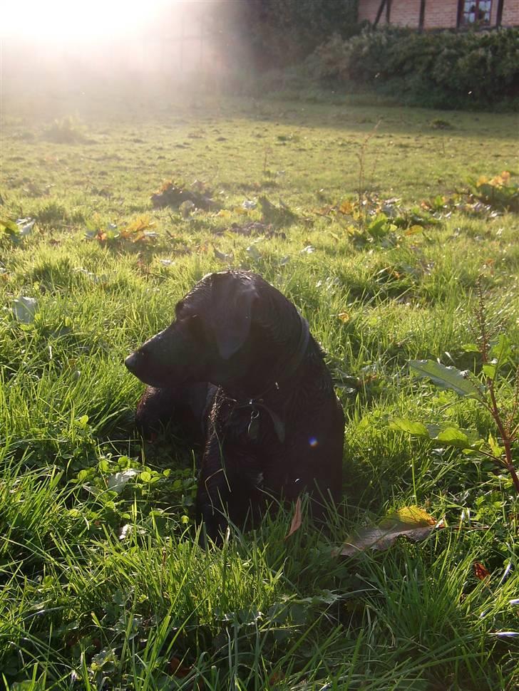 Blanding af racer Victor billede 12