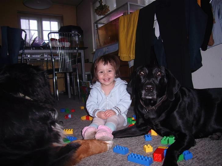 Blanding af racer Victor billede 13